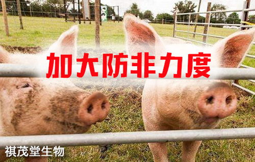 筑牢生物安全屏障 抓實關鍵措施，防控重大疫病，保障畜牧漁業飼料銷售穩定